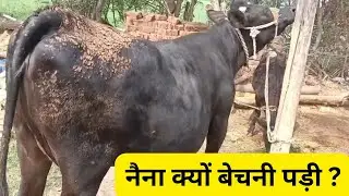 नैना क्यों बेचनी पड़ी ? || Why did I have to sell Naina?