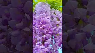 Beautiful wisteria flowers|😍😍... #youtube #beautiful #wisteria #flowers #shorts #subscribe #viral