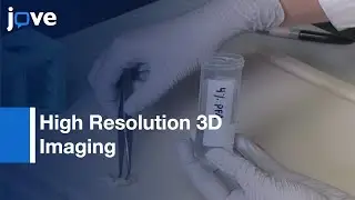 High Resolution 3D Imaging Of Human Pancreas Neuro-Insular Network l Protocol Preview