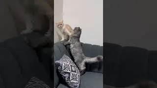 Tiny paws big drama #cat #catlovers #funny #comedy #trending #shorts #youtubeshorts #viral #pets