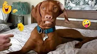 HILARIOUS DOGS Doing the Weirdest Things 🤪🦮 NEW Funniest Dogs 2026 #31