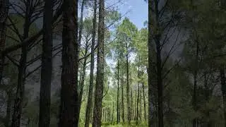 pinewood forest🌲@ bageshwar uttarakhand#pinewood #jungle#kapkote