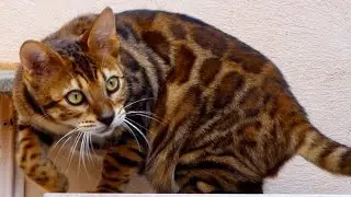 Perfekte Rosetten bei diesem brown bengal kitten
