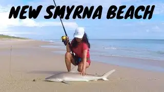SHARK FISHING FLORIDA, Catching Blacknose Sharks on Cut Whiting at New Smyrna Beach