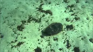 Cuttlefish - Sea Stuff - www.seastuff.com