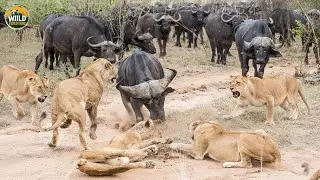 Wild Africa: Ultimate Predators - Life or Death in the Savanna