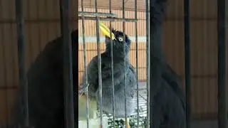 Jalak kebo mata putih #vidioviral #kicaumania  #beternak  #burung 