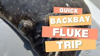 Scouting for Back Bay Fluke