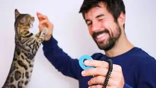 What is CLICKER TRAINING? - Teach a Cat Tricks and Change Behavior