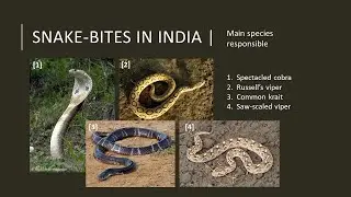 Snakebite Awareness
