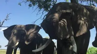Elephant Vocalization