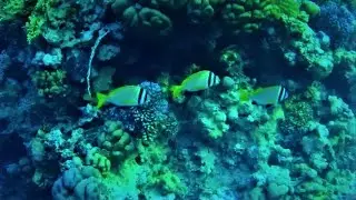 Twobar seabreams (Acanthopagrus bifasciatus) mixing with Blackspot snappers and yellowfin goatfishs