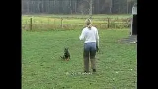 Smart Animal Handling.wmv