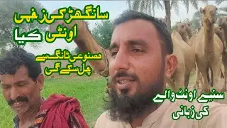 Camel Leg Cut Incident!  keya Oontni Masnoi Tang Se chal sake ge!کیا مصنوعی ٹانگ سے اونٹی چل سکے گی