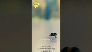 Can you catch bee professionally? #shorts  Mr bean, Man vs Bee