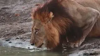 Nomad Africa Feature Video 2025