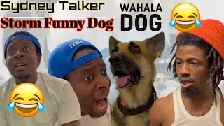 Sydey Talker vs Storm , Wahala Dog //Sydney talker// Kiriku // Broda Shaggi // Officer Woss//