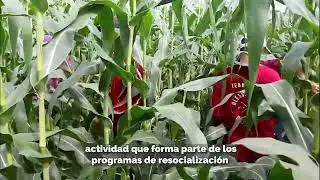 Cosecha de mazorcas en Llano Mar&iacute;n