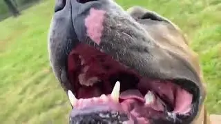 German Shepherd Attacks Pitbull OFF LEASH DOG PARK Part 1_Dog lovers