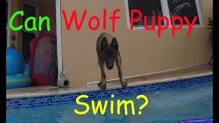 Wolf Puppy: Water Games, Swimming & a peddle squirter?