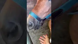 #horse #equestrian #pferd #pony #calimero #wassermelone