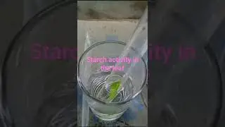 starch activity in the leaf#science easy experiments@happylearningtutor