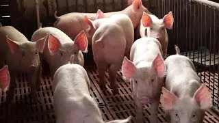 High-Rise Pigpens Boost Sustainable Agricultural Development in China