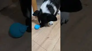 Лёлик тестирует кошачьи игрушки 😊🐶 #суперсобака #собака #dogs #dogsandcats #лелик #веселыеживотные