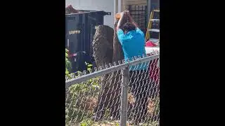 Tree / root removal, 6/30/25
