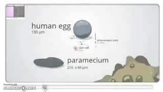CP Biology Cells