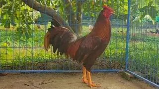 Ngày 28/12/2025 || Lên tốp gà mùa lở ae xem hợp liên hệ ZL 0907525642
