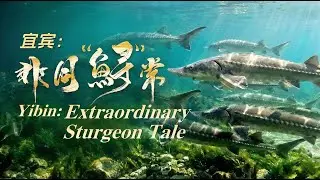Yibin: Extraordinary Sturgeon Tale #china #video #subscribe #animals #nature