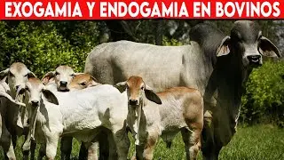 🔴 EXOGAMIA Y ENDOGAMIA EN BOVINOS ✅ Vacas Lecheras / Ganado de Engorde / Ganado De Ceba
