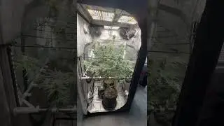 #acinfinity #3x3 #Firstgrow #KillerGrape99
