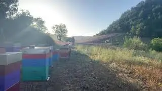 Récolte du miel de lavande