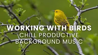 Working with Birds - Deep Productive Background Work Music - BGM - Chill Beats