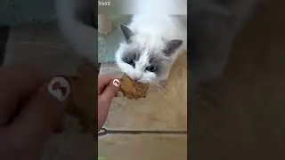 Funny Cats 2024 🐱 #animals 🥰 # Part 5442