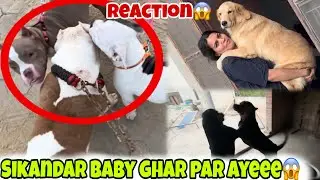 Sikandar son ghar par aye😍reaction😱full vlog 