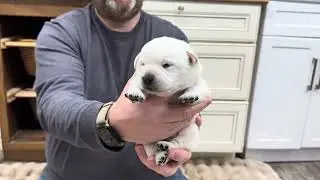 Sunny & Luke Litter 2 Weeks Old! 