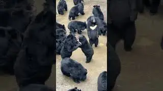 Sun bears fighting in a Zoo in China