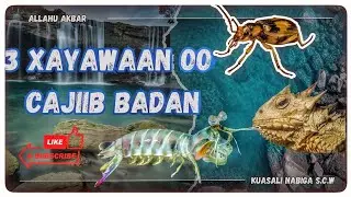 Mucjisada Allah 3 Xayawaanood Oo Cajiib Badan