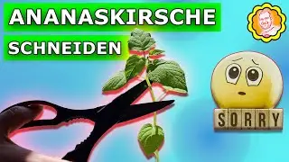 Ananaskirsche schneiden: Tipps und Tricks f&uuml;r eine erfolgreiche Ernte