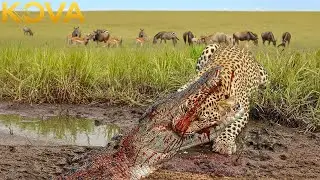 Animal Fight Night | Leopard Caught in Crocodile&rsquo;s River Trap | Kova Animals
