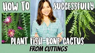 How to Plant Ric Rac | Zig Zag | Fish Bone Cactus | Epiphyllum Anguliger | Succulents by Vonny