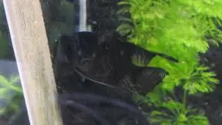 Dark angelfish spawning while with fry