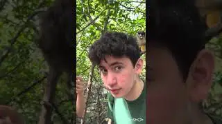 Urraca Monkey Island, Rescue center at Bocas Del Toro Panama #Urracamonkeyisland #monkeyislandbocas 