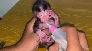 OMG Newborn Baby Monkey Scratches Its Face During Tantrum