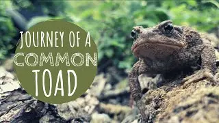 Toads on the Hunt in 4K