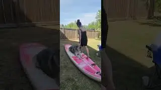 SUP board training with Raiden   first meeting of the board  #malamute #supboard #learning #puppy