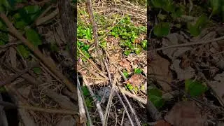 Early ohio morel mushrooms #shorts #morel